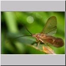 Trichoptera sp - Koecherfliege 07a.jpg
